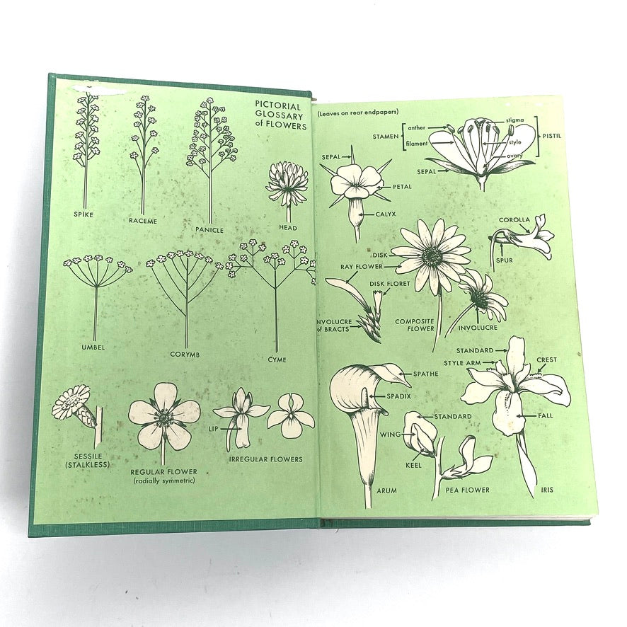 1968 Peterson & McKenny Field Guide To Wildflowers (Northeast)