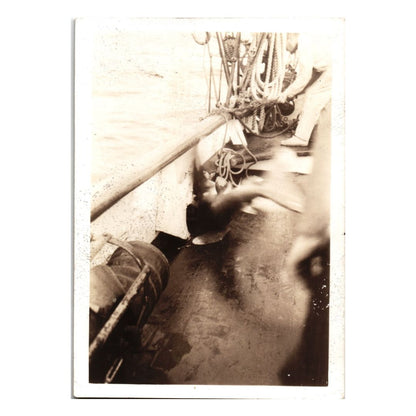 Shark Thrashing On Deck Snapshot - 2.5x3.5"