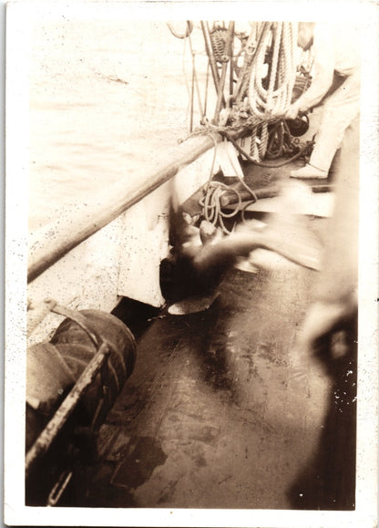 Shark Thrashing On Deck Snapshot - 2.5x3.5"