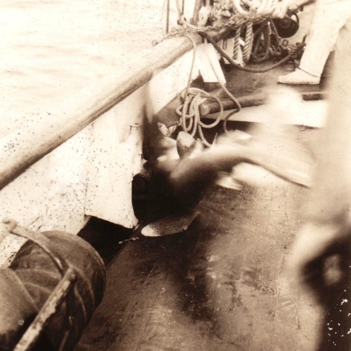 Shark Thrashing On Deck Snapshot - 2.5x3.5"