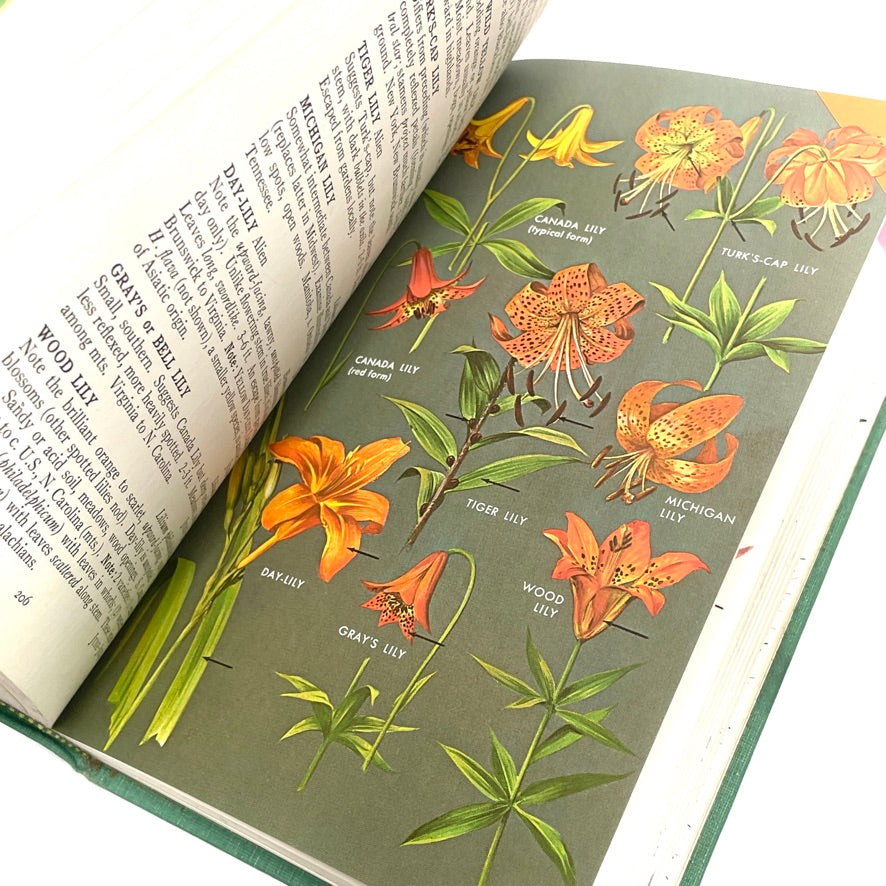 1968 Peterson & McKenny Field Guide To Wildflowers (Northeast)
