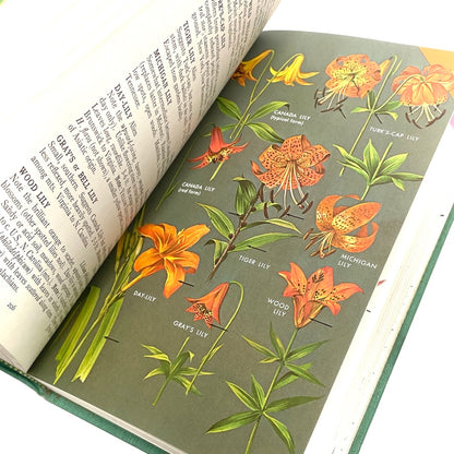1968 Peterson & McKenny Field Guide To Wildflowers (Northeast)