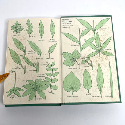 1968 Peterson & McKenny Field Guide To Wildflowers (Northeast)